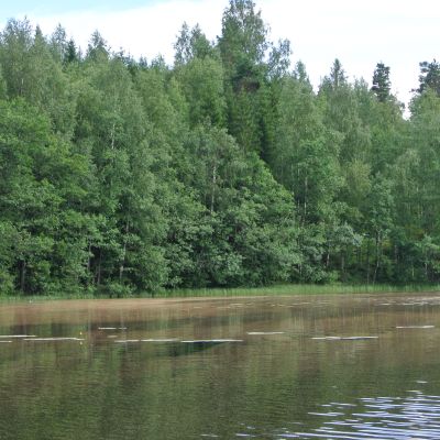 Kuusensuopursuruostesienen itiöiden värjäämää vettä Lappeenrannan Suurella-Sarkasella.