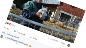 (Se kommentaren: Anne Bäärner) Lammet som döptes till Anne Berner 13.2.2017