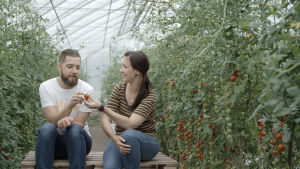 Filip och Linda bland tomater. Filip och Linda bland tomater.