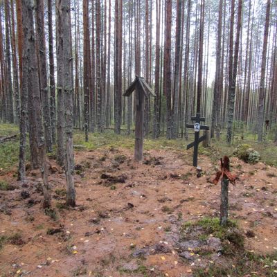 hautoja honkametsässä