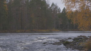 I Heinävesi är man orolig för att vattendragen ska förorenas av svavelustläpp om en grafitgruva öppnas här. I Heinävesi är man orolig för att vattendragen ska förorenas om en grafitgruva öppnas här. ch sjöar förenade med Saimen och där är man