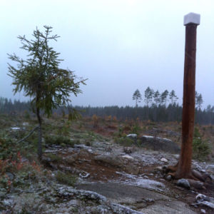 Sumuinen, syksyinen näkymä kallioiseen vesaikkoa kasvavaan hakkuuaukeaan.