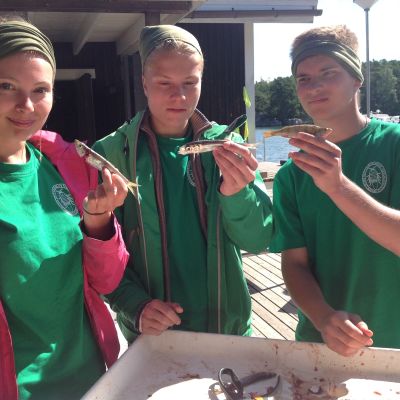 Lucinda Kraufvelin, Eemeli Repo och Lukas kamis har kollat om det fanns något i fiskarnas magar, men det fanns inget.