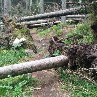 Omkullfallna träd på stig i Sibbo storskog