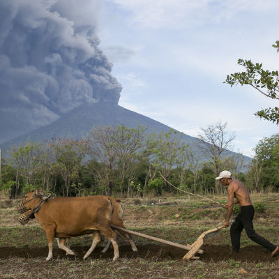 En bonde i förgrunden, vulkanberget Gunung Agung som spyr ut aska i bakgrunden.