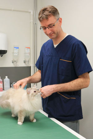 Arivbild: Mikael Granholm med katten Caity. Katten har inte blivit ormbiten. Katja Vesa ser på då chefsveterinär Mikael Granholm undersöker hennes katt Caity.