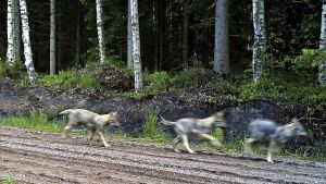 Vargungarna i Salo-Raseborgsområdet fångades av en viltkamera ifjol. Vargar