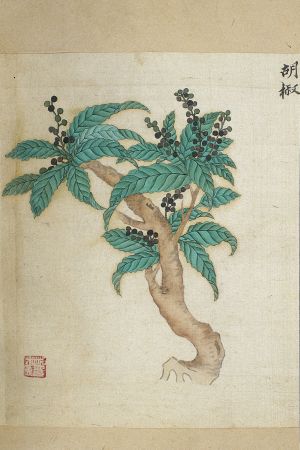 Pippurikasvi; Ming herbal (painting): [Black] pepper