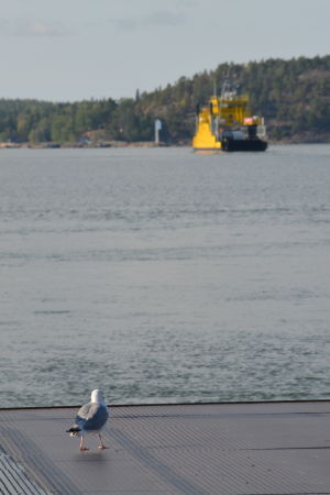 Söndagen den 6 september är sista dagen att svara på enkäten. Mås kollar in färjan mellan Pargas och Nagu