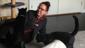 Susanne Schötz förbereder datainsamling med katterna Rocky och Turbo. Susanne Schötz förbereder datainsamling med Rocky och Turbo.