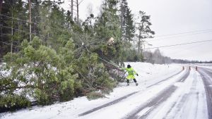 Elmontörerna på Åland har ett digert jobb Röjning av stormskador över ellinjer på Åland