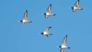 Strandskatorna hör till de arter som redan har anlänt till Finland. Fåglarna flyttar norrut till sina häckningsområden under en lång period från mars till juni. Fåglar flyger mot blå himmel