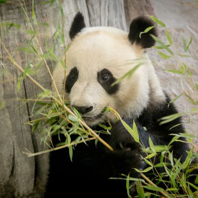 Lumi, Jin Bao Bao. Ähtärin panda.