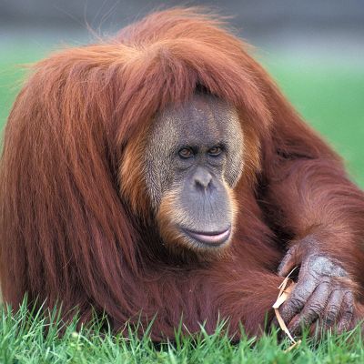 En orangutang från Sumatra