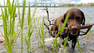 Hundar kan bidra till att göra ägarna mer aktiva. Hund kommer upp ur vattnet med käpp i munnen, i bakgrunden ståtar Replotbron.