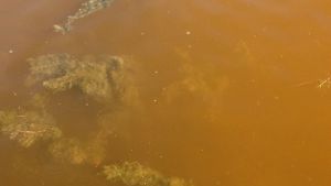 Betydliga mängder dinoflagellater har påträffats bland annat på Ramsängsfladan i Danskog i Ekenäs skärgård. Giftika dinoflagellatalger i murkigt vatten på havsytan.
