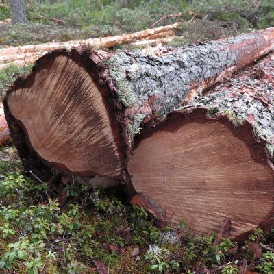 Mäntytukkeja maassa hakkuutyömaalla.