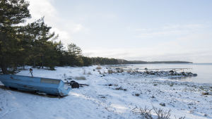 Naturstigen ut till Tulludden kunde locka turister även på vintern. Tulluddens norra strand i Hangö