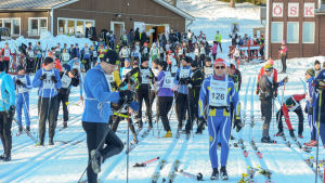 Startfältet strax före startskottet. Skidåkare gör sig klara för start i Långloppet.