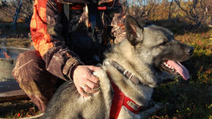Hirvenmetsästys on monille vuoden kohokohta. Luontosarja pohjoisen uljaasta eläimestä ja sen kohtaamisesta ihmisen kanssa.
