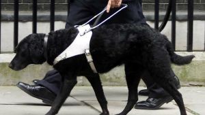 En ledarhund med en sele på sig är på jobb. En svart ledarhund som leder en person.