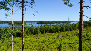 Ett avverkat skogsområde vid en strand, grönt på marken, enstaka träd, vid stranden skog, en sjö med öar.