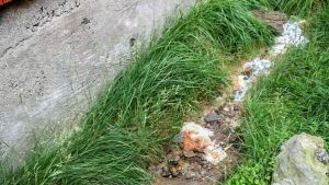 Toalettpapper och avföring är ingen ovanlig syn på de för turister populära områdena i Lofoten. Toalettpapper och avföring ligger på marken vid en husknut.
