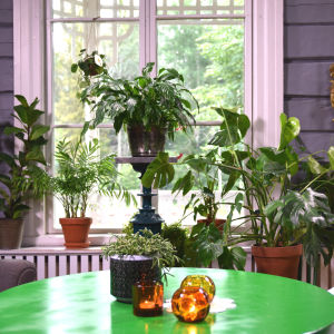 Krukväxter i ett fönster