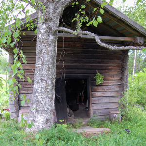 Vanha sauna nököttää keskellä vehreyttä - lähes oven eteen on kasvanut iso koivu.