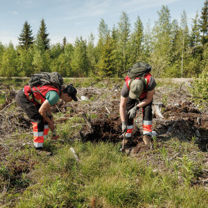 Arvo Metals Oy:n kesätyöntekijät Konsta Pitkänen ja Valter Vilander etsimässä litiumspodumeeniä Kaustisen metsissä.
