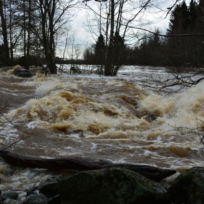Tulviva Kyrönjoki
