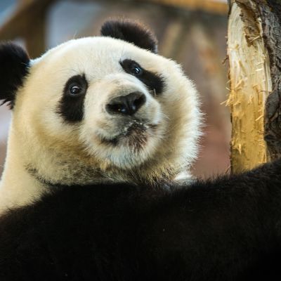 Lumi, Jin Bao Bao. Ähtärin panda.
