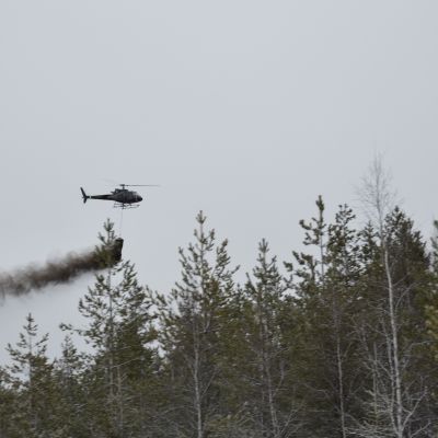 Metsiä lannoitetaan helikopterista tuhkalla.