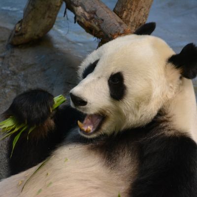 Pyry-pandalle maistui Bambua pandalle -hankkeessa tuotettu lähiruoka eli Suomessa viljelty bambu.