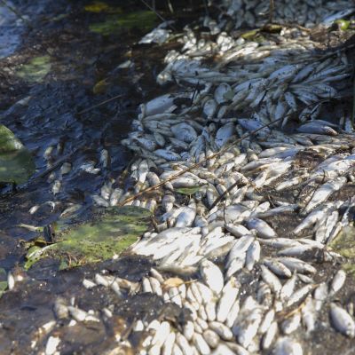 Kuolleita kaloja rantavedessä Rautalampi-järvessä Pohjois-Savon Rautalammilla.