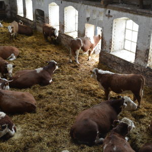 Kor på Mörby gård i Raseborg