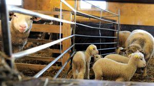 Tackor och lamm samsas i ett av fårhusen på Brännåkers fårfarm Får och lamm inomhus