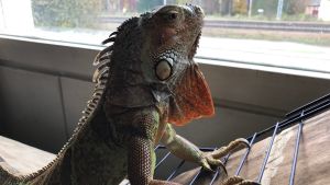 I fönstret under värmelampan och över värmeelementet trivs iguanan Igge som gärna kollar på livet utanför. Iguanan Igge tittar ut genom fönstret.