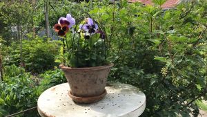 Gallret kring blommar var en gång ett skydd runt en taklampa i ett svinhus. Penséer som växer i en kruka omringad av en bur.