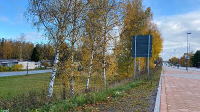En rad björkar invid Korsholmsvägen.