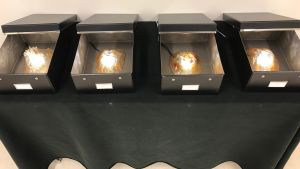 - Hjärnorna är experiment med material, möjligheten att leka med olika material är viktigt för mig. Det kan verka absurt, säger Jimmy Pulli. Konstverk i svarta lådor.