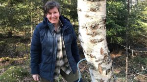 Björksav används både i naturkosmetik och bakverk hemma hos Anita Storm. Anita Storm vid en björk som hon håller på att tappa på sav.