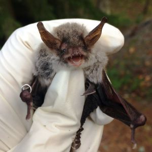 Ripsisiippa (Myotis nattereri)
