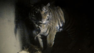 Så här liten var en av trillingarna vid två veckors ålder. Det sibiriska tigerparet på Högholmen har fått trillingar, här syns mamman bära en unge i tigerboets webbcam (25.5.2016)