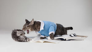 Vi kan få problem i parförhållandet om vi inte lär oss vara generösa Två katter som grälar. Bilden heter: Max the Brown Tabby and Burt the Grey Kitten: Cat Argument 3