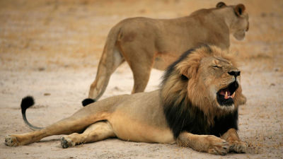 Lejonet Cecil dödades av en jägare.
