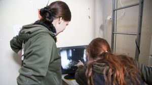 Personalen kan titta på tigerfamiljen via en webcam. Det sibiriska tigerparet på Högholmen har fått trillingar, personalen kan titta på dem via en webcam