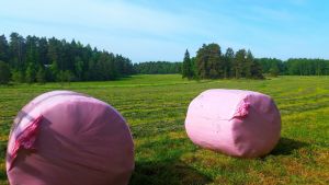 Rosa balar har dykt upp på åkrarna. Ensilagebalar i rosa - jordbrukar deltar i bröstcancerkampanj.
