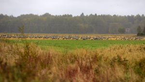 Så här ser det ut på Söderfjärden i Vasa och Korsholm i några dagar till. Tranor på Söderfjärden.