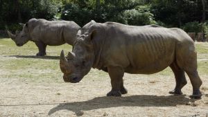 Noshörningar på Thoiry zoo nära Paris år 2002. Två noshörningar på en gräsmatta på Thoiry zoo nära Paris år 2002.